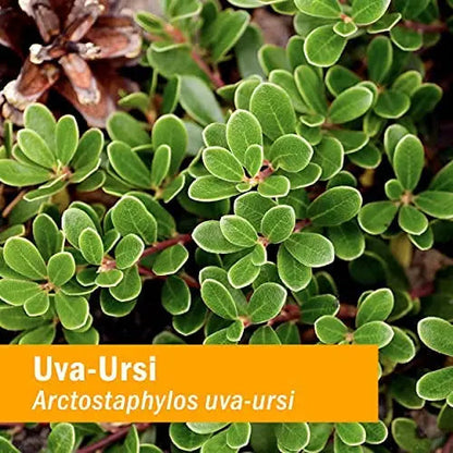 Herb Pharm Uva Ursi Liquid ExtraCount for Urinary System Support, 1 Fl Oz Herb PharmBuy Supplements Australia
