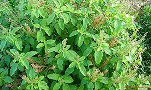 Tulsi - Holy Basil Supplement - Highest Potency, Maximum bio-availabilty, Made with Organic Herbs (Vegetarian Capsules, 120 Count) Harmony Nutraceuticals buy supplements Au