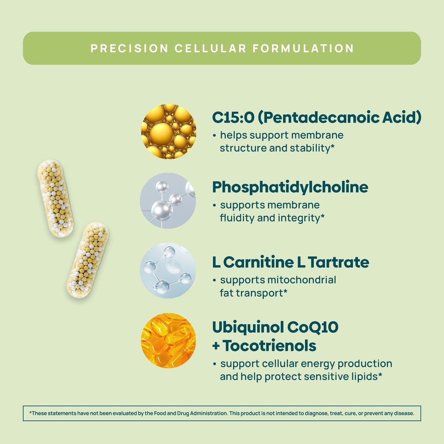C15:0 Pentadecanoic Acid Supplement | Longevity, Cellular & Membrane Support, Micro-Granule Enhanced Absorption, Phosphatidylcholine, L-Carnitine,