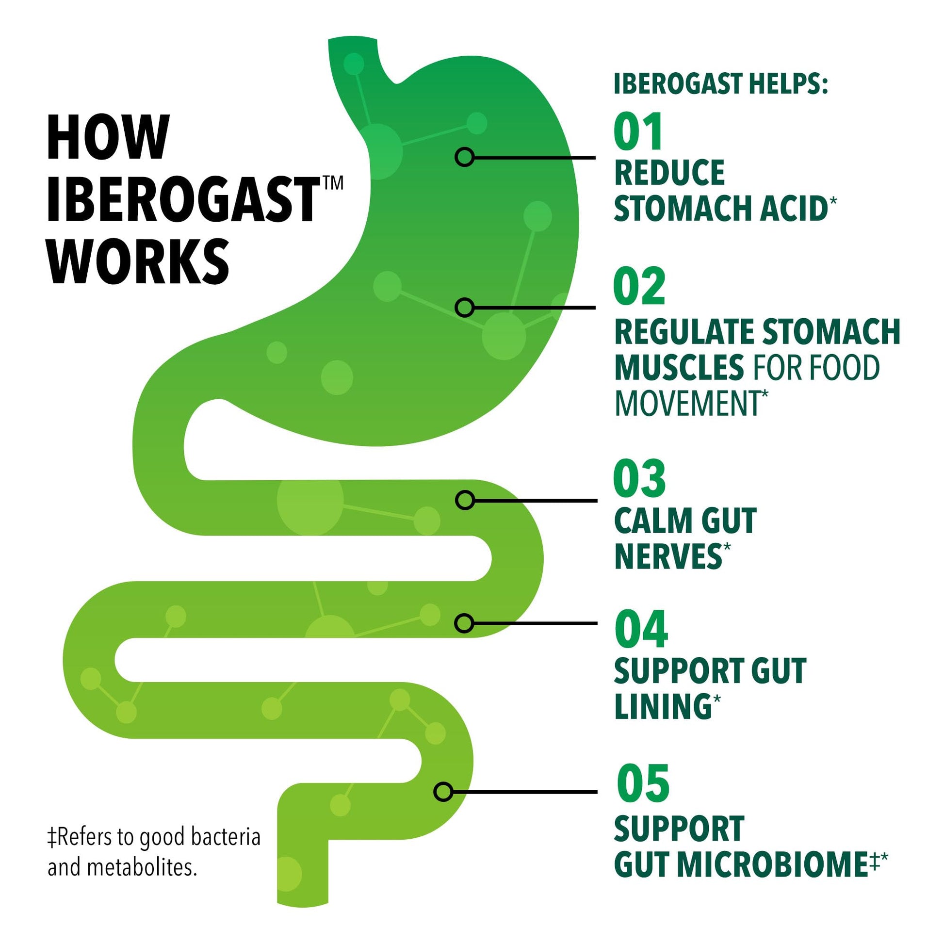 Iberogast Softgels, Herbal Relief of Stomach Upsets: Occasional Indigestion, Bloating, Gas, Nausea, Upset Stomach; 6-Herb Blend with Iberis Amara, Peppermint, Licorice, Lemon Balm; 30ct Iberogast buy supplements Au
