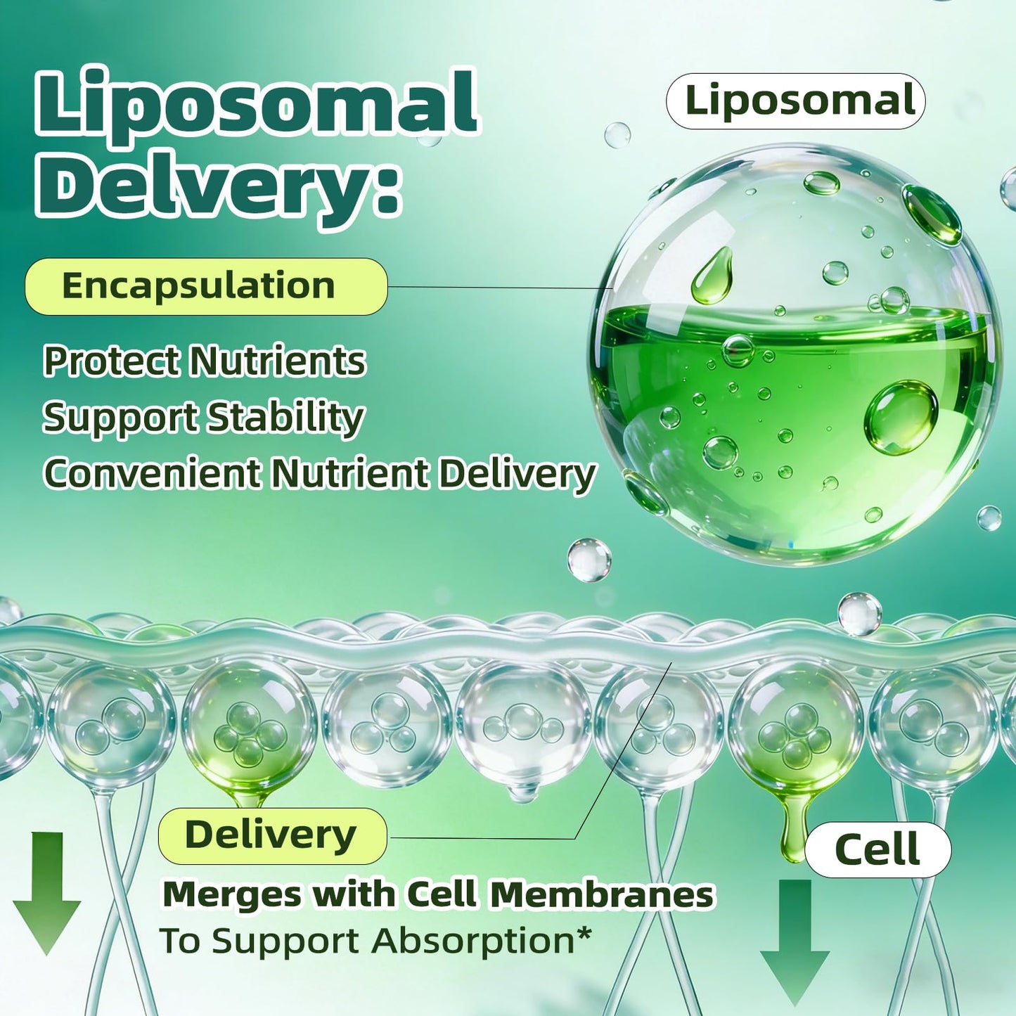 Liposomal Lymphatic Drainage Drops, 4 fl oz – 30-in-1 Lymphatic Drainage Supplements with 23 Herbs & 7 Vitamins – Supports Lymphatic System, Immune & Liver Health – Detox Support – 60-Day Supply Nivltpure buy supplements Au