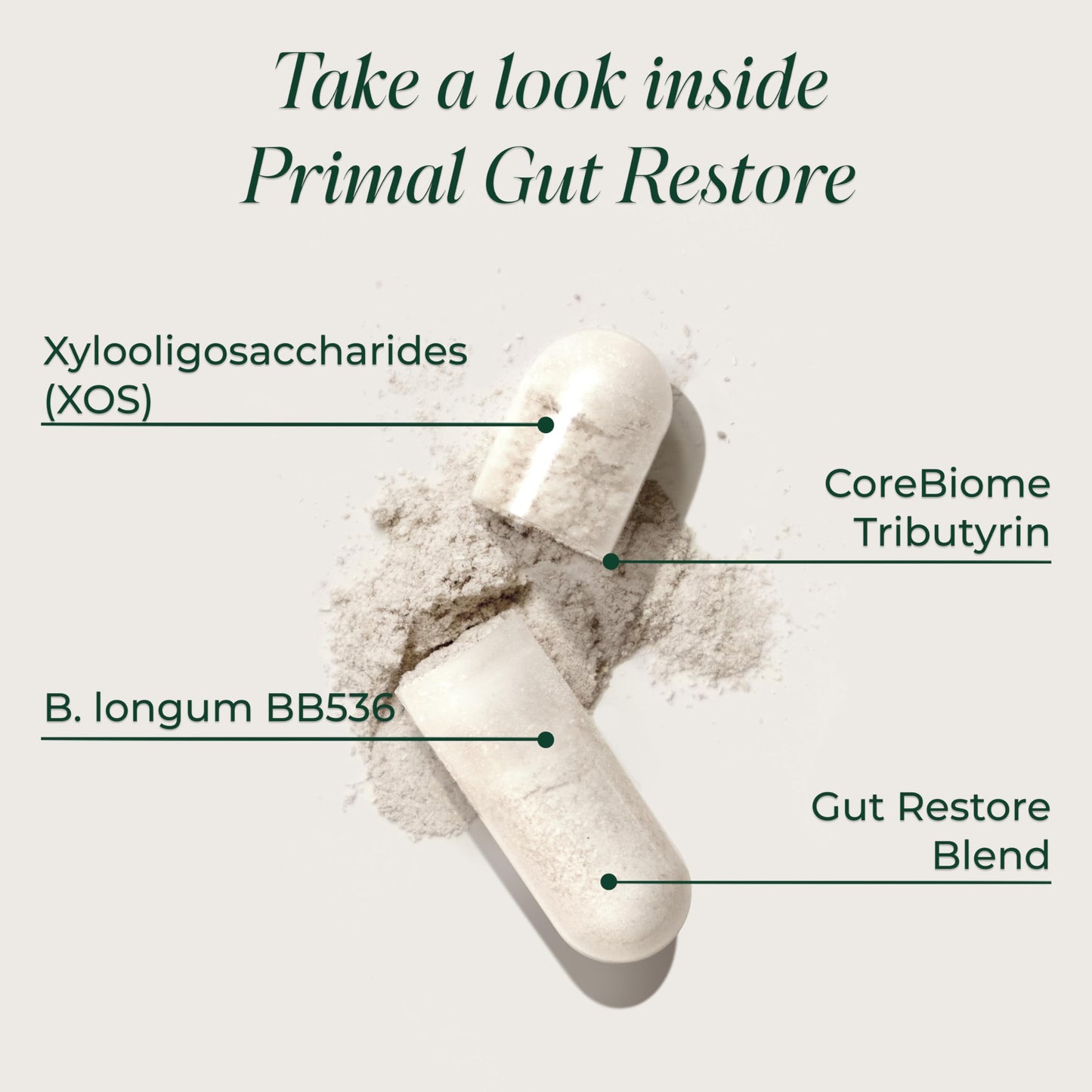 Primal Harvest 2 Pack, Restore for Gut Health, Primal Gut Restore w/POSTbiotics, PREbiotics and PRObiotics for Women and Men, 60 CT - Digestion,