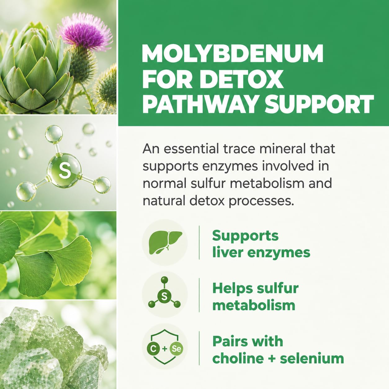 Balance ONE Liver Support Supplement with Milk Thistle, Molybdenum, Dandelion Root & Choline – Liver Health, Detox Pathway & Antioxidant Support – Vegan Capsules, 1 Month Supply – Liver One Balance ONE buy supplements Au