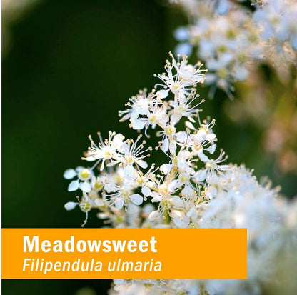 Herb Pharm Certified Organic Meadowsweet Liquid Extract for Minor Pain - 1 Ounce (DMEAD01) Herb PharmBuy Supplements Australia