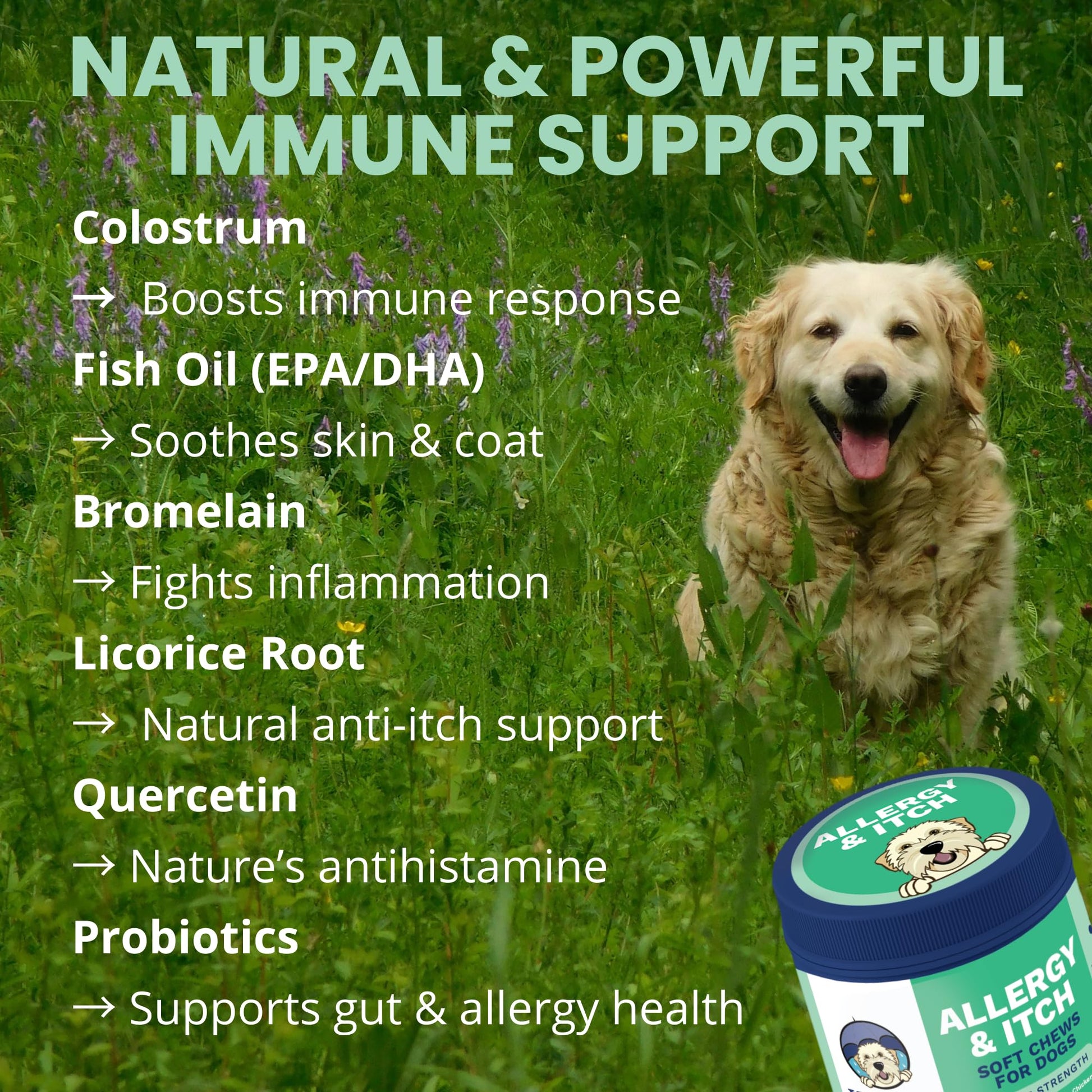 Under the Weather Allergy & Itch Pet Allergy Chews for Dogs | Vet Formulated Skin Support for Canines | Soothing Dog Allergies and Itching Relief Supplement | 60 Count Under the Weather buy supplements Au